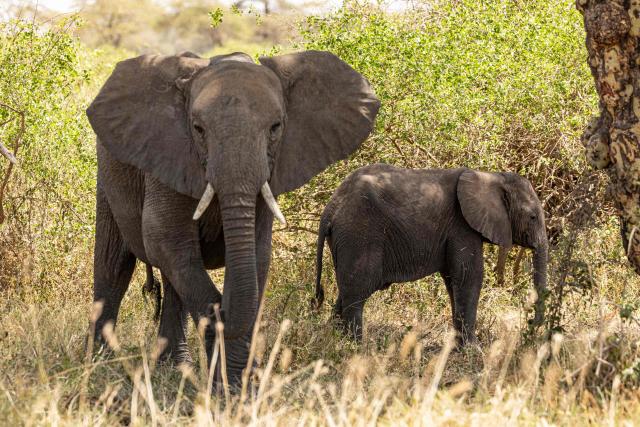 Elephant graze at Kimana Sanctuary, on the outskirts of Amboseli National Park, on August 12, 2026, following a series of elephant deaths in the area. On the ground, raising a cloud of dust, the elephant exhausts itself trying again and again to get back on its feet, in a futile effort that only causes it to spin endlessly in circles. Genghis Khan appears set to become the 20th elephant in Kenyas Amboseli region to succumb to an as-yet mysterious illness.
Since the end of June, at least 19 elephants, mostly females or young animals, have died after displaying the same symptoms, notably partial paralysis preventing them from standing.
The Kenya Wildlife Service (KWS) said at the end of July that it had detected a high concentration of cyanide in the carcasses, raising the possibility of pesticide poisoning resulting from the animals consuming fruit from surrounding farms. (Photo by SIMON MAINA / AFP)