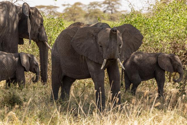 Elephant graze at Kimana Sanctuary, on the outskirts of Amboseli National Park, on August 12, 2026, following a series of elephant deaths in the area. On the ground, raising a cloud of dust, the elephant exhausts itself trying again and again to get back on its feet, in a futile effort that only causes it to spin endlessly in circles. Genghis Khan appears set to become the 20th elephant in Kenyas Amboseli region to succumb to an as-yet mysterious illness.
Since the end of June, at least 19 elephants, mostly females or young animals, have died after displaying the same symptoms, notably partial paralysis preventing them from standing.
The Kenya Wildlife Service (KWS) said at the end of July that it had detected a high concentration of cyanide in the carcasses, raising the possibility of pesticide poisoning resulting from the animals consuming fruit from surrounding farms. (Photo by SIMON MAINA / AFP)