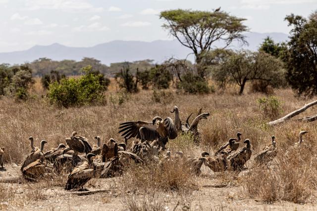 A wake of vultures feed on the carcasses of a mother and calf elephant at Kimana Sanctuary, on the outskirts of Amboseli National Park, on August 12, 2026, following a series of elephant deaths in the area. On the ground, raising a cloud of dust, the elephant exhausts itself trying again and again to get back on its feet, in a futile effort that only causes it to spin endlessly in circles. Genghis Khan appears set to become the 20th elephant in Kenyas Amboseli region to succumb to an as-yet mysterious illness.
Since the end of June, at least 19 elephants, mostly females or young animals, have died after displaying the same symptoms, notably partial paralysis preventing them from standing.
The Kenya Wildlife Service (KWS) said at the end of July that it had detected a high concentration of cyanide in the carcasses, raising the possibility of pesticide poisoning resulting from the animals consuming fruit from surrounding farms. (Photo by SIMON MAINA / AFP)