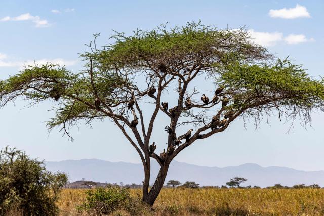 A group of vultures rest on a tree next to the carcasses of a mother and calf elephant at Kimana Sanctuary, on the outskirts of Amboseli National Park, on August 12, 2026, following a series of elephant deaths in the area. On the ground, raising a cloud of dust, the elephant exhausts itself trying again and again to get back on its feet, in a futile effort that only causes it to spin endlessly in circles. Genghis Khan appears set to become the 20th elephant in Kenyas Amboseli region to succumb to an as-yet mysterious illness.
Since the end of June, at least 19 elephants, mostly females or young animals, have died after displaying the same symptoms, notably partial paralysis preventing them from standing.
The Kenya Wildlife Service (KWS) said at the end of July that it had detected a high concentration of cyanide in the carcasses, raising the possibility of pesticide poisoning resulting from the animals consuming fruit from surrounding farms. (Photo by SIMON MAINA / AFP)