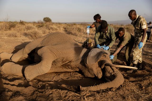 Veterinary officers from the Sheldrick Wildlife Trust and Kenya Wildlife Service (KWS) attend to a male elephant lying on the ground after falling ill at Kitenden B Community Conservancy in Amboseli, Kajiado County, on August 12, 2026. On the ground, raising a cloud of dust, the elephant exhausts itself trying again and again to get back on its feet, in a futile effort that only causes it to spin endlessly in circles. Genghis Khan appears set to become the 20th elephant in Kenyas Amboseli region to succumb to an as-yet mysterious illness.
Since the end of June, at least 19 elephants, mostly females or young animals, have died after displaying the same symptoms, notably partial paralysis preventing them from standing.
The Kenya Wildlife Service (KWS) said at the end of July that it had detected a high concentration of cyanide in the carcasses, raising the possibility of pesticide poisoning resulting from the animals consuming fruit from surrounding farms. (Photo by SIMON MAINA / AFP)