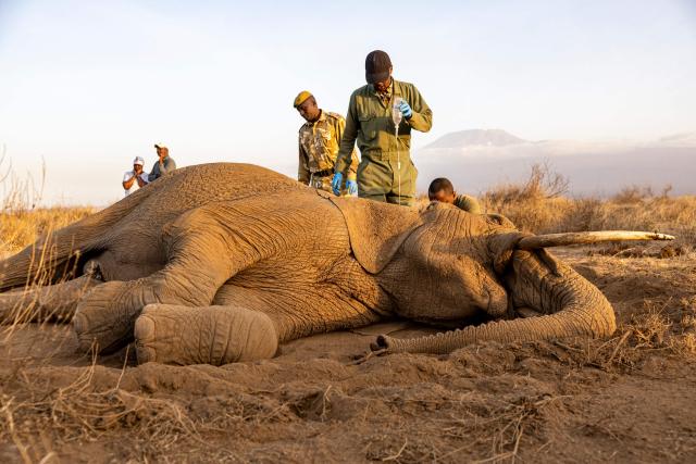 Veterinary officers from the Sheldrick Wildlife Trust and Kenya Wildlife Service (KWS) attend to a male elephant lying on the ground after falling ill at Kitenden B Community Conservancy in Amboseli, Kajiado County, on August 12, 2026. On the ground, raising a cloud of dust, the elephant exhausts itself trying again and again to get back on its feet, in a futile effort that only causes it to spin endlessly in circles. Genghis Khan appears set to become the 20th elephant in Kenyas Amboseli region to succumb to an as-yet mysterious illness.
Since the end of June, at least 19 elephants, mostly females or young animals, have died after displaying the same symptoms, notably partial paralysis preventing them from standing.
The Kenya Wildlife Service (KWS) said at the end of July that it had detected a high concentration of cyanide in the carcasses, raising the possibility of pesticide poisoning resulting from the animals consuming fruit from surrounding farms. (Photo by SIMON MAINA / AFP)
