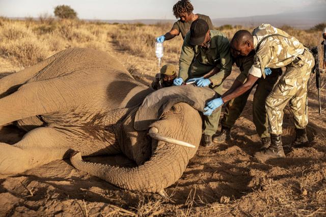 Veterinary officers from the Sheldrick Wildlife Trust and Kenya Wildlife Service (KWS) attend to a male elephant lying on the ground after falling ill at Kitenden B Community Conservancy in Amboseli, Kajiado County, on August 12, 2026. On the ground, raising a cloud of dust, the elephant exhausts itself trying again and again to get back on its feet, in a futile effort that only causes it to spin endlessly in circles. Genghis Khan appears set to become the 20th elephant in Kenyas Amboseli region to succumb to an as-yet mysterious illness.
Since the end of June, at least 19 elephants, mostly females or young animals, have died after displaying the same symptoms, notably partial paralysis preventing them from standing.
The Kenya Wildlife Service (KWS) said at the end of July that it had detected a high concentration of cyanide in the carcasses, raising the possibility of pesticide poisoning resulting from the animals consuming fruit from surrounding farms. (Photo by SIMON MAINA / AFP)