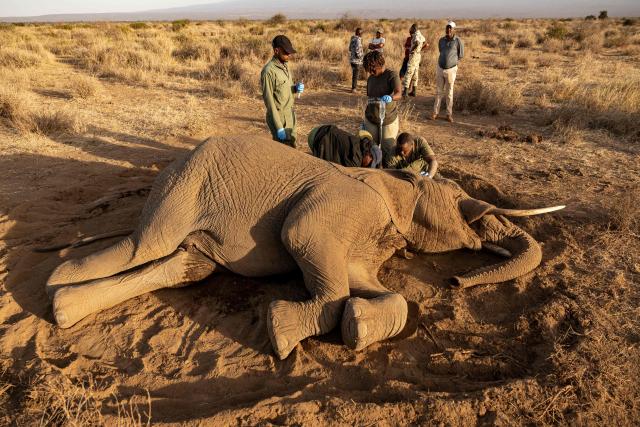 TOPSHOT - Veterinary officers from the Sheldrick Wildlife Trust and Kenya Wildlife Service (KWS) attend to a male elephant lying on the ground after falling ill at Kitenden B Community Conservancy in Amboseli, Kajiado County, on August 12, 2026. On the ground, raising a cloud of dust, the elephant exhausts itself trying again and again to get back on its feet, in a futile effort that only causes it to spin endlessly in circles. Genghis Khan appears set to become the 20th elephant in Kenyas Amboseli region to succumb to an as-yet mysterious illness.
Since the end of June, at least 19 elephants, mostly females or young animals, have died after displaying the same symptoms, notably partial paralysis preventing them from standing.
The Kenya Wildlife Service (KWS) said at the end of July that it had detected a high concentration of cyanide in the carcasses, raising the possibility of pesticide poisoning resulting from the animals consuming fruit from surrounding farms. (Photo by SIMON MAINA / AFP)