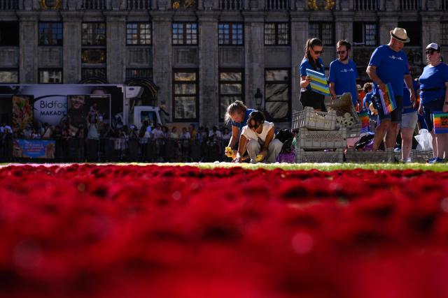 Volunteers arrange flowers to make a flower carpet at the Grand-Place during the 24th edition of the Brussels' Flower Carpet show in Brussels on August 13, 2026. (Photo by JOHN THYS / AFP)