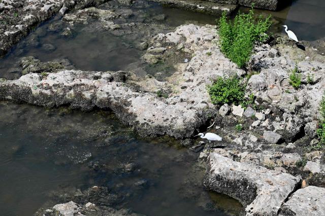Two herons stand on an Ancient Roman bridge emerging from the Tiber River, in central Rome on August 13, 2026. The unusually low waters of the Tiber River have revealed the remains of an ancient Roman bridge believed to date back to the reign of Emperor Nero (54-68 AD). Located near Castel Sant'Angelo, the structure once carried the ancient Via Triumphalis across the river, linking Rome with the Vatican area nearly 2000 years ago. (Photo by Andreas SOLARO / AFP)