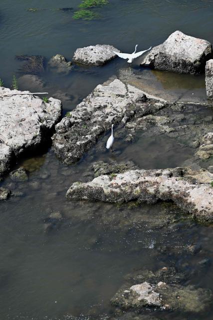 Two herons stand on an Ancient Roman bridge emerging from the Tiber River, in central Rome on August 13, 2026. The unusually low waters of the Tiber River have revealed the remains of an ancient Roman bridge believed to date back to the reign of Emperor Nero (54-68 AD). Located near Castel Sant'Angelo, the structure once carried the ancient Via Triumphalis across the river, linking Rome with the Vatican area nearly 2000 years ago. (Photo by Andreas SOLARO / AFP)