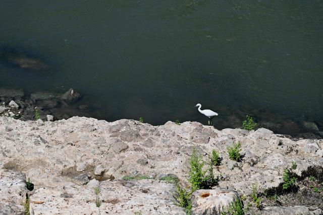A heron stands on an Ancient Roman bridge emerging from the Tiber River, in central Rome on August 13, 2026. The unusually low waters of the Tiber River have revealed the remains of an ancient Roman bridge believed to date back to the reign of Emperor Nero (54-68 AD). Located near Castel Sant'Angelo, the structure once carried the ancient Via Triumphalis across the river, linking Rome with the Vatican area nearly 2000 years ago. (Photo by Andreas SOLARO / AFP)