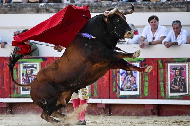 Spanish matador David de Miranda performs a pass on a El Parrajelo fighting bull during the Feria in Beziers, southern France on August 13, 2026. (Photo by Gabriel BOUYS / AFP)