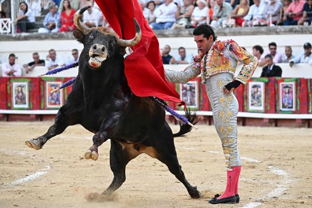 Spanish matador Alejandro Talavante performs a pass on a El Parrajelo fighting bull during the Feria in Beziers, southern France on August 13, 2026. (Photo by Gabriel BOUYS / AFP)