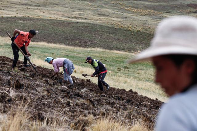 (FILES) Andean people work in a crop field at a community in Huancayo, Junin Region, in the mountains in central Peru on November 14, 2023. The government of Peru declared one-third of its municipalities in a state of emergency due to the "very high risk" that droughts associated with the El Niсo climate phenomenon could affect the population’s food security, authorities reported on August 13, 2026. (Photo by Hugo CUROTTO / AFP)