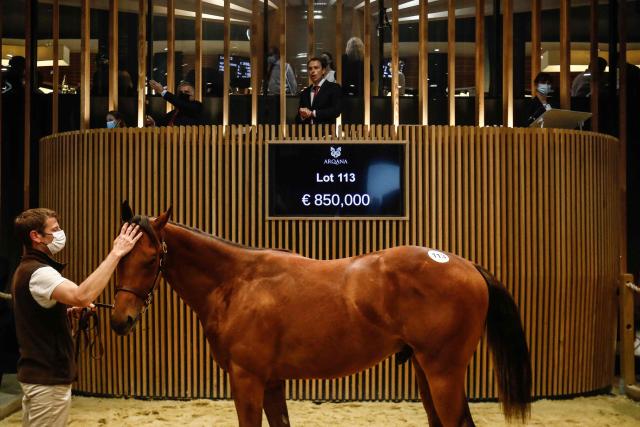 (FILES) A man walks Via Pisa 2020, a yearling from the Haras de Saint Pair, sold for 850 000 euros, during the yearling sales, one of the world renowned annual thoroughbred horse sales, in Deauville northwestern France, on August 15, 2021. Rothschild, Wertheimer, the Aga Khan or even Tony Parker: even if you’re not one of these wealthy stud farm owners, it’s possible to buy a racehorse – or even ‘buy a share’ – for several thousand euros.
During the yearling sales (one-year-old thoroughbreds) in Deauville, which run from August 15 to 17, 2026, more than 300 horses will be put up for auction; last year’s sales set new records with a filly selling for 3 million euros. (Photo by Sameer Al-DOUMY / AFP)