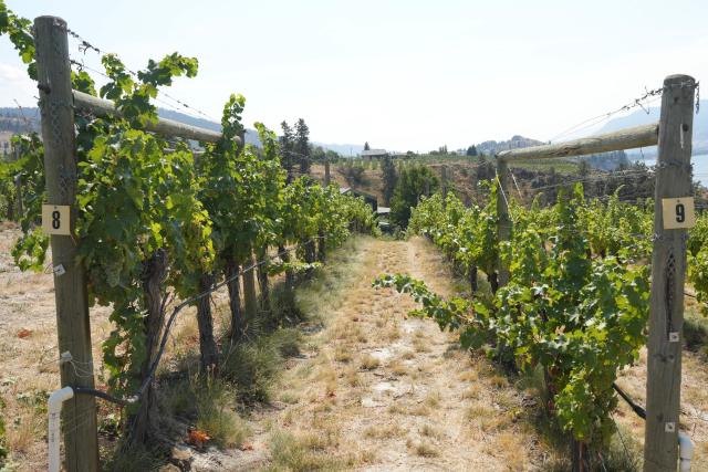 Wine grapes and grapevines damaged by wildfire smoke are seen at Howling Bluff Estate Winery in Naramata, British Colombia, on August 14, 2026. (Photo by Noah M. DORSEY / AFP)