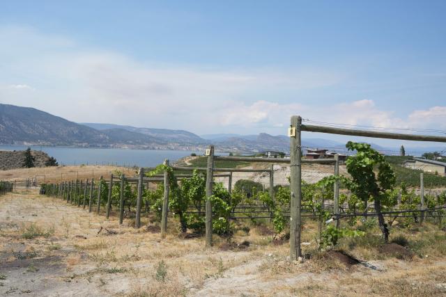 Wine grapes and grapevines damaged by wildfire smoke are seen at Howling Bluff Estate Winery in Naramata, British Colombia, on August 14, 2026. (Photo by Noah M. DORSEY / AFP)