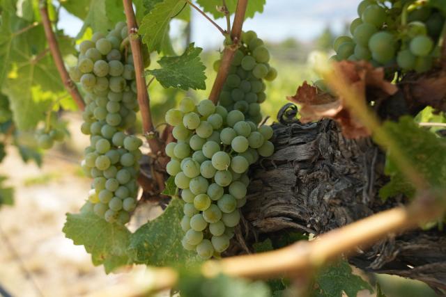 Wine grapes and grapevines damaged by wildfire smoke are seen at Howling Bluff Estate Winery in Naramata, British Colombia, on August 14, 2026. (Photo by Noah M. DORSEY / AFP)