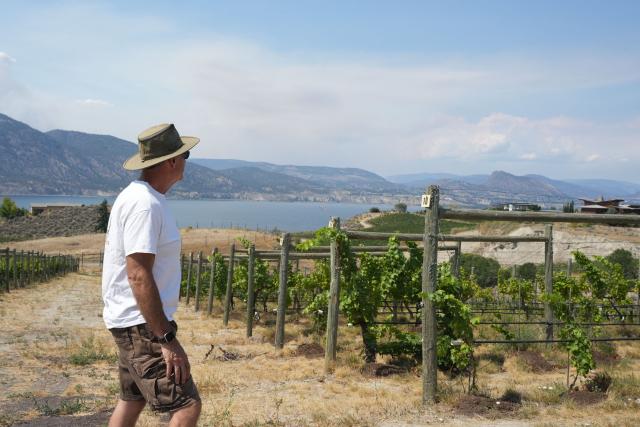 Howling Bluff Estate Winery owner Luke Smith inspects wine grapes and grapevines damaged by wildfire smoke in Naramata, British Colombia, on August 14, 2026. (Photo by Noah M. DORSEY / AFP)