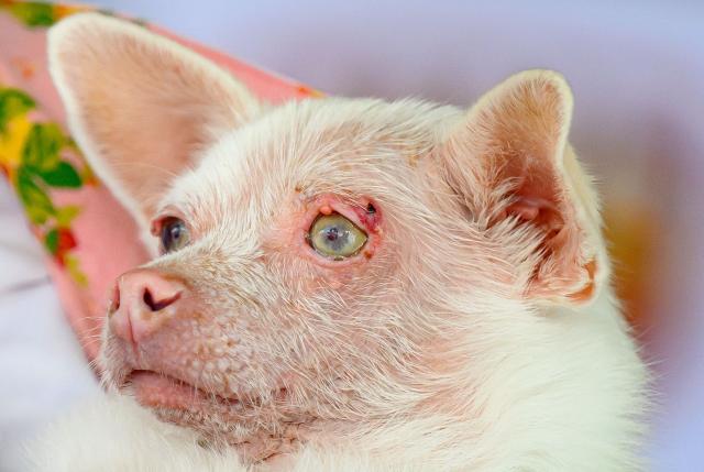 Pinky, an albino Pomeranian Chihuahua, competes in the World’s Ugliest Dog Contest at the Sonoma County Fairgrounds in Santa Rosa, California, on August 14, 2026. Pinky took the second place in the competition. (Photo by JOSH EDELSON / AFP)