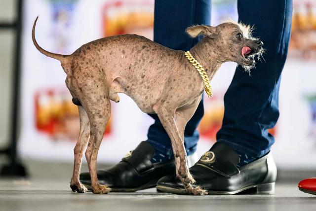Little Prince Wonder, a Chinese Crested, competes in the World’s Ugliest Dog Contest at the Sonoma County Fairgrounds in Santa Rosa, California, on August 14, 2026. (Photo by JOSH EDELSON / AFP)