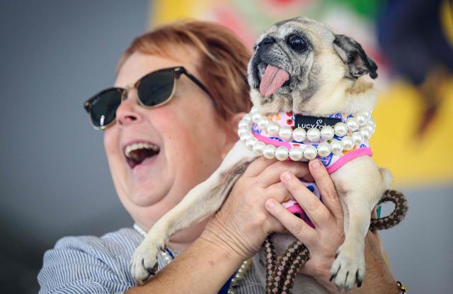 Jinny Lu, a pug rescue, celebrates with its ownwer after winning the World’s Ugliest Dog Contest at the Sonoma County Fairgrounds in Santa Rosa, California, on August 14, 2026. (Photo by JOSH EDELSON / AFP)