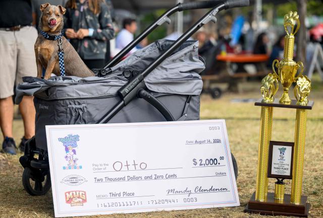 Otto, a Chihuahua mix with a severe double cleft lip and cleft palate, poses with its third place trophy and award after competing in the World's Ugliest Dog Contest at the Sonoma County Fairgrounds in Santa Rosa, California, on August 14, 2026. (Photo by JOSH EDELSON / AFP)