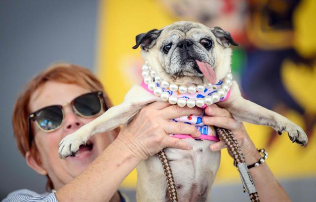 Jinny Lu, a pug rescue, celebrates with its ownwer after winning the World’s Ugliest Dog Contest at the Sonoma County Fairgrounds in Santa Rosa, California, on August 14, 2026. (Photo by JOSH EDELSON / AFP)