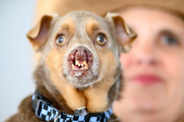Otto, a Chihuahua mix with a severe double cleft lip and cleft palate, competes in the World's Ugliest Dog Contest at the Sonoma County Fairgrounds in Santa Rosa, California, on August 14, 2026. Otto took the third place in the competition. (Photo by JOSH EDELSON / AFP)