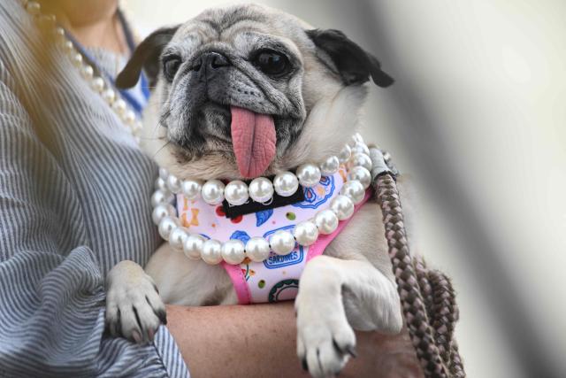 Jinny Lu, a pug rescue, competes in the World’s Ugliest Dog Contest at the Sonoma County Fairgrounds in Santa Rosa, California, on August 14, 2026. Jinny Lu won the first place in the competition along with a $5,000 award and a trip to New York. (Photo by JOSH EDELSON / AFP)