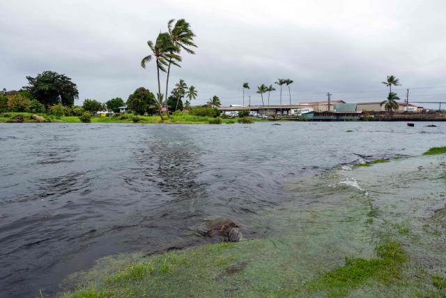 A young green sea turtle fills up on grass as ocean waters started to raise due to the approach of Tropical Storm Lala at Reed's Bay in Hilo, Hawaii on August 14, 2026. A strengthening tropical storm named Lala is set to hit Hawaii's Big Island with hurricane force on Saturday, bringing dangerous winds, rainfall and surf as the state's governor declared a state of emergency. (Photo by Jill K. Briggs / AFP)