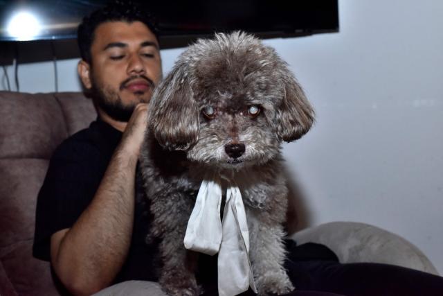 Solomon, the dog of the Colombian lawyer Lenny Ruiz, who died protecting it, during the August 10th earthquake in Cali, is pictured in Pasto, Colombia on August 14, 2026. (Photo by Franklin  Ruiz / AFP)