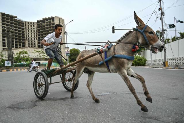A participant competes in a donkey cart race organised by the local authorities in Karachi on August 16, 2026. (Photo by Asif HASSAN / AFP)