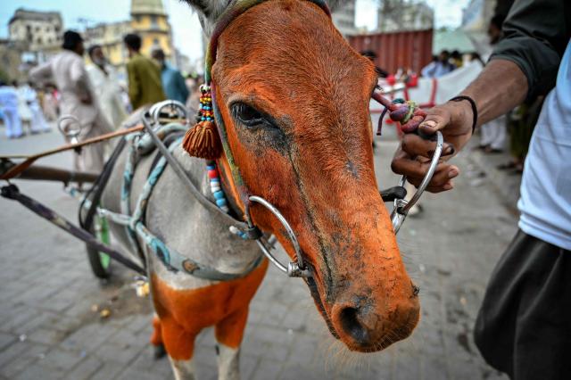 A participant holds a donkey decorated with henna before a donkey-cart race organised by the local authorities in Karachi on August 16, 2026. (Photo by Asif HASSAN / AFP)