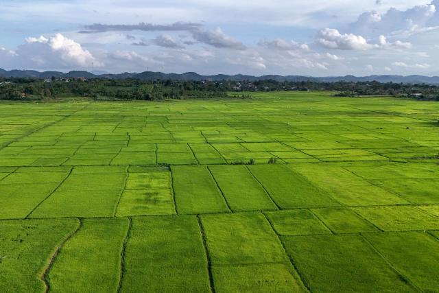 An aerial view shows rice fields in Dak Lak province on August 16, 2026. (Photo by Nhac NGUYEN / AFP)
