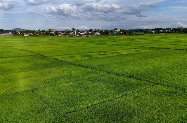 An aerial view shows rice fields in Dak Lak province on August 16, 2026. (Photo by Nhac NGUYEN / AFP)