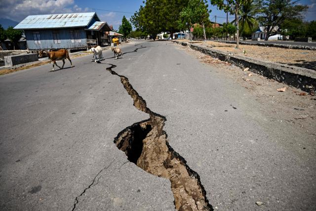 Goats walk past a crack on the road in Marapokot, Nagekeo, East Nusa Tenggara, on August 17, 2026, following a 7.7-magnitude earthquake. Thousands of people displaced by a powerful earthquake in eastern Indonesia awaited much-needed aid on August 17 as they camped out at schools, police stations and government offices, with many stuck outside. (Photo by JUNI KRISWANTO / AFP)