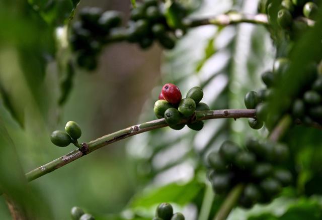 Coffee cherries are seen on a branch at a coffee farm in Dak Lak province on August 16, 2026. (Photo by Nhac NGUYEN / AFP)
