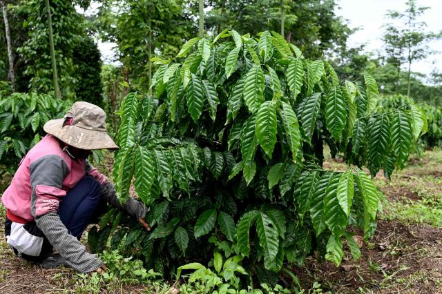 A woman removes weeds from around a coffee tree at a farm in Dak Lak province on August 16, 2026. (Photo by Nhac NGUYEN / AFP)