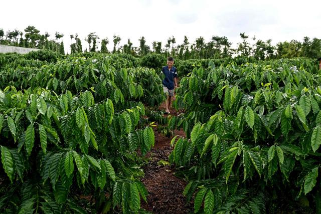 A man walks amid coffee trees at a farm in Dak Lak province on August 16, 2026. (Photo by Nhac NGUYEN / AFP)