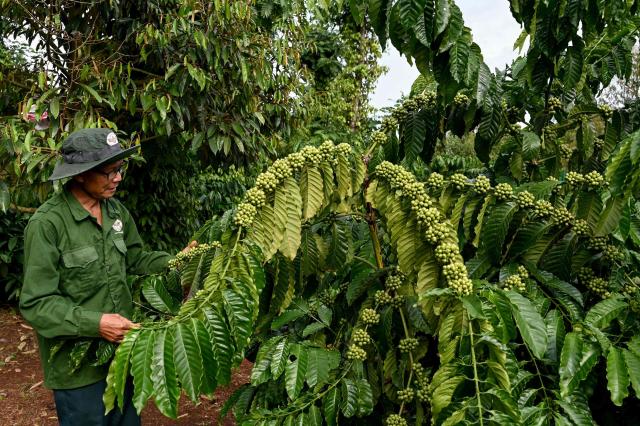 A man inspects coffee cherries on a branch at a coffee farm in Dak Lak province on August 16, 2026. (Photo by Nhac NGUYEN / AFP)