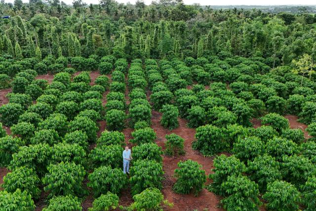 An aerial photo shows a man standing amid coffee trees at a farm in Dak Lak province on August 16, 2026. (Photo by Nhac NGUYEN / AFP)