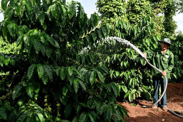 A man waters a coffee tree at a farm in Dak Lak province on August 16, 2026. (Photo by Nhac NGUYEN / AFP)