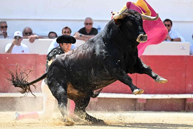 French novillero (young matador) Clovis performs a pass during a bullfight as part of the Feria in Beziers, southern France on August 16, 2026. (Photo by Gabriel BOUYS / AFP)