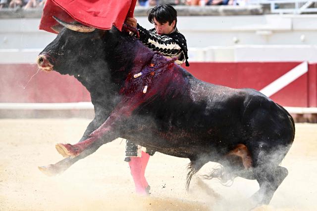French novillero (young matador) Clovis performs a pass during a bullfight as part of the Feria in Beziers, southern France on August 16, 2026. (Photo by Gabriel BOUYS / AFP)