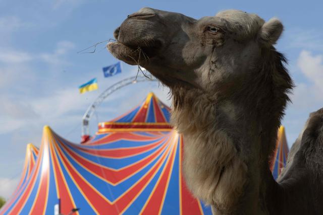 A dromedary camel stands next to the Crone Circus Big Top set up in the parking lot of a Carrefour Market in Pont-Audemer, on August 17, 2026. Traveling circus' have been marked by some recurring tensions regarding unauthorized installations on public or private land. (Photo by JOEL SAGET / AFP)