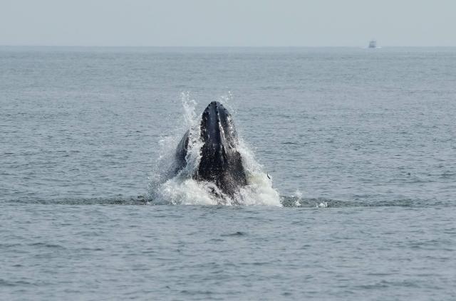 A humpback whale surfaces in the Atlantic Ocean off the coast of New York City on August 13, 2026, as seen from a New York City Whale Watching and Dolphin Adventure Cruise ship. Once hunted to near extinction, the rebound of humpback whales is considered among conservation's success stories. A growing cohort of mostly juvenille humpbacks are thriving in New York's waterways, where food is now plentiful. (Photo by TIMOTHY A. CLARY / AFP)