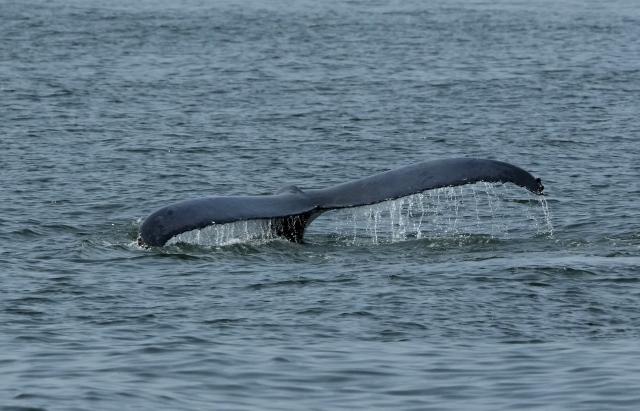 A humpback whale surfaces in the Atlantic Ocean off the coast of New York City on August 13, 2026, as seen from a New York City Whale Watching and Dolphin Adventure Cruise ship. Once hunted to near extinction, the rebound of humpback whales is considered among conservation's success stories. A growing cohort of mostly juvenille humpbacks are thriving in New York's waterways, where food is now plentiful. (Photo by TIMOTHY A. CLARY / AFP)