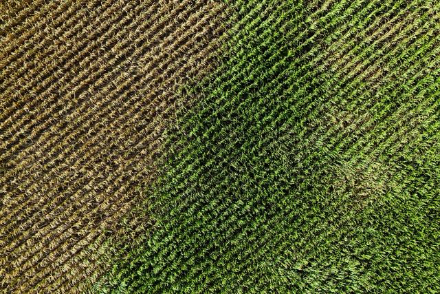 (FILES) A aerial view shows a yellowing dried maize field in Selm, western Germany on August 10, 2026, following soaring summer temperatures and low rainfall. Germany's grain harvest is expected to fall by seven percent this year as a result of severe drought and heatwaves, the German Farmers' Association (DBV) warned on August 18, 2026. "An overly dry spring and a heatwave in the second half of June were defining factors" leading to what the group described as a "below-average grain harvest" forecast at 41.9 million tonnes.
Germany, along with much of Europe, has seen record-breaking temperatures this summer along with limited rainfall in much of the country. (Photo by Ina FASSBENDER / AFP)