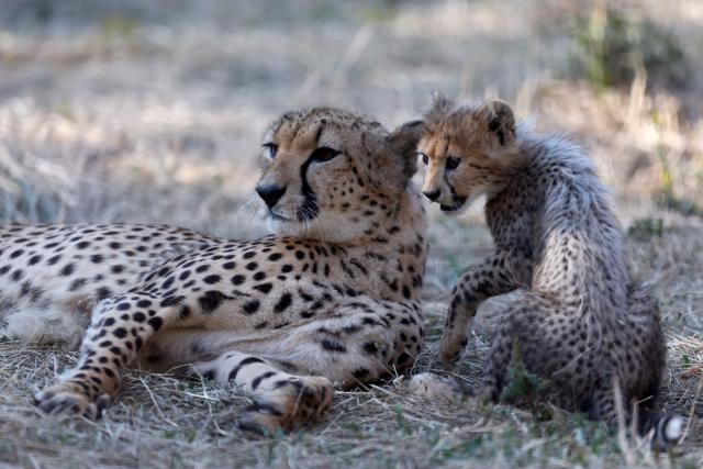 This photograph shows a mother cheetah sitting with one of her cubs in their enclosure at the Safari de Peaugres Zoo near Peaugres, southeastern France, on August 19, 2026. (Photo by Alex MARTIN / AFP)