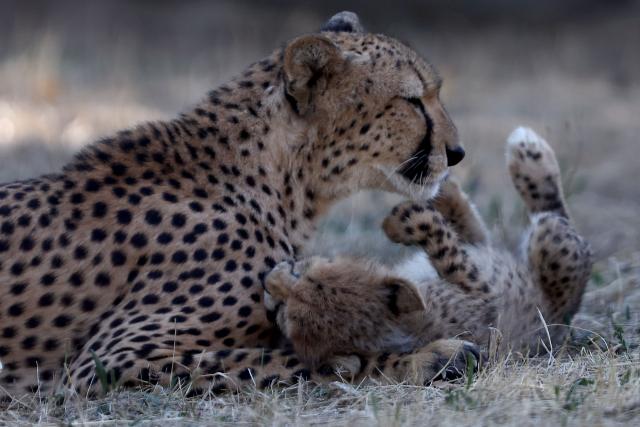 This photograph shows a mother cheetah playing with one of her cubs in their enclosure at the Safari de Peaugres Zoo near Peaugres, southeastern France, on August 19, 2026. (Photo by Alex MARTIN / AFP)