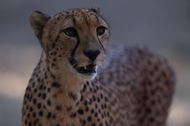This photograph shows a cheetah at the Safari de Peaugres Zoo near Peaugres, southeastern France, on August 19, 2026. (Photo by Alex MARTIN / AFP)
