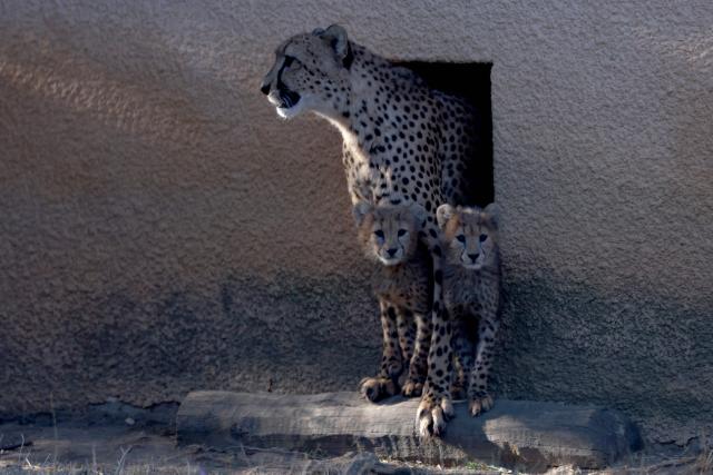 This photograph shows a mother cheetah and her cubs emerging from their den at the Safari de Peaugres Zoo near Peaugres, southeastern France, on August 19, 2026. (Photo by Alex MARTIN / AFP)